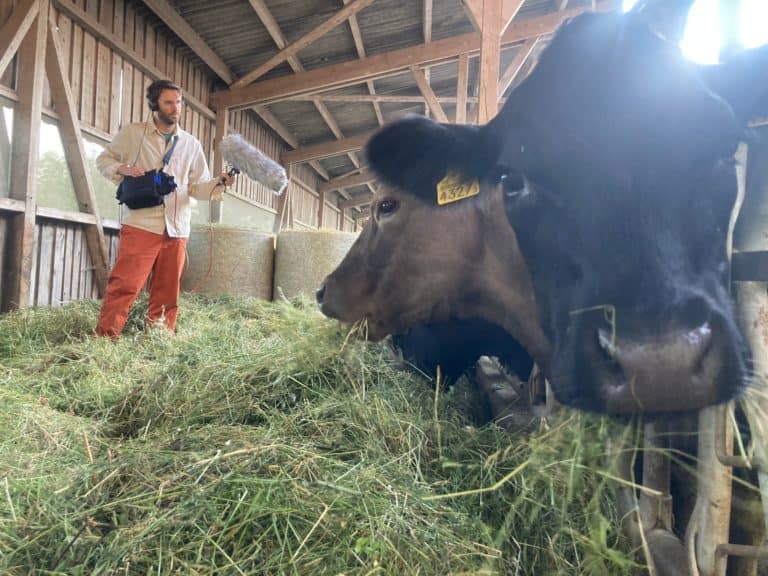 Peau De Vache, enregistrement dans une étable avec du foin et une vache noire