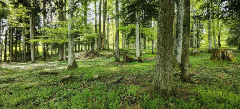 Forêt Les Esserts, Saignelégier